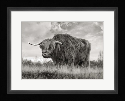 Framed Scottish Highland Bull (BW) Print
