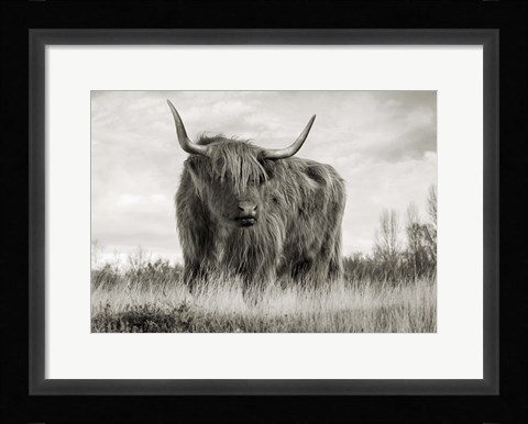 Framed Scottish Highland Cattle (BW) Print
