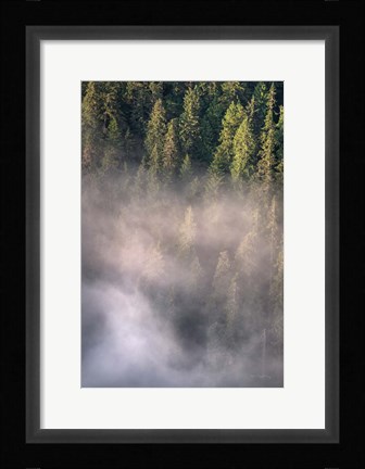 Framed Fog and Forest II Print