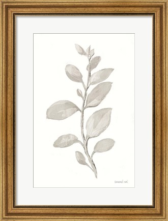 Framed Gray Sage Leaves II on White Print
