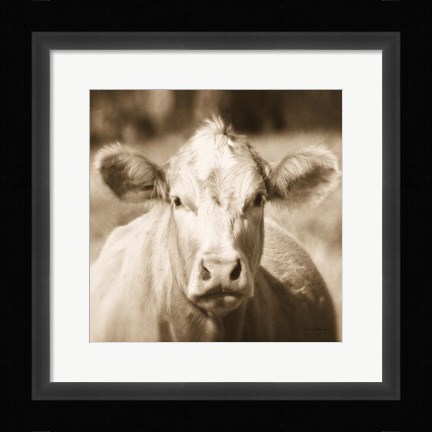 Framed Pasture Cow Sepia Sq Print