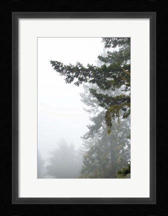 Framed Majestic Pines II Print