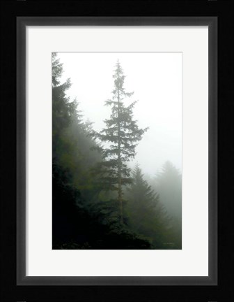Framed Majestic Pines I Print