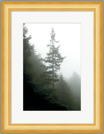 Framed Majestic Pines I Print