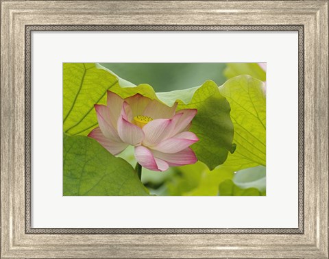 Framed Lotus Flower Print