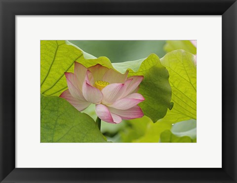 Framed Lotus Flower Print