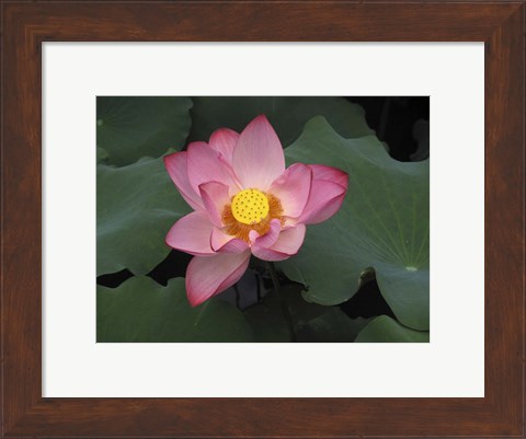 Framed Pink Lotus In Bloom Print
