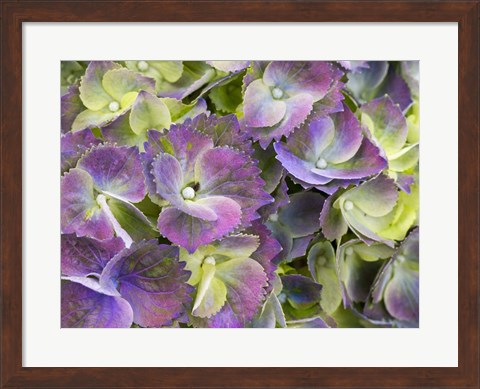 Framed Close-Up Of A Lacecap Hydrangea Print