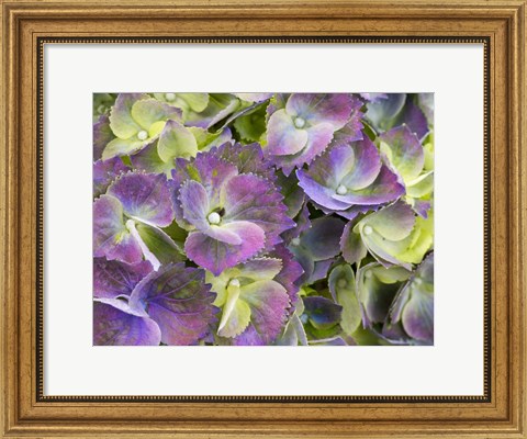 Framed Close-Up Of A Lacecap Hydrangea Print
