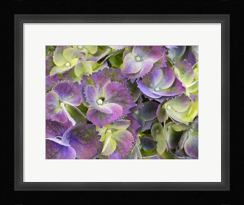 Framed Close-Up Of A Lacecap Hydrangea Print