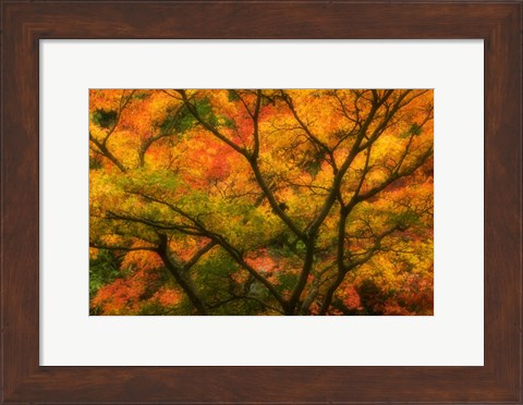 Framed Maple Tree In Autumn Print