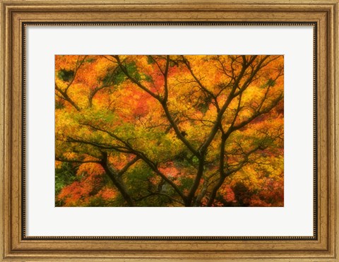 Framed Maple Tree In Autumn Print