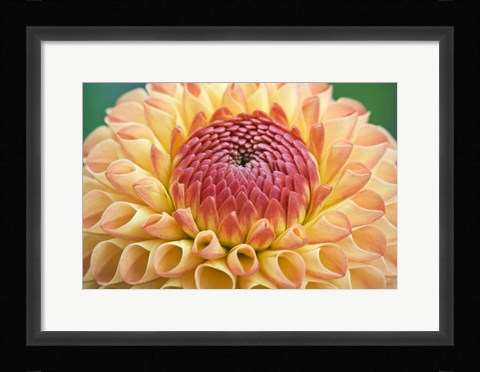 Framed Dahlia Print