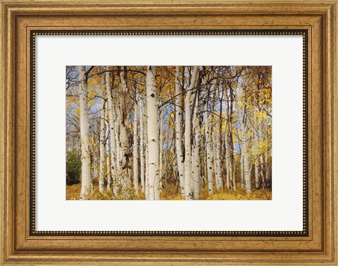 Framed Aspens With Autumn Foliage, Kaibab National Forest, Arizona Print