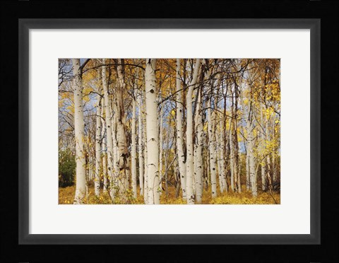 Framed Aspens With Autumn Foliage, Kaibab National Forest, Arizona Print