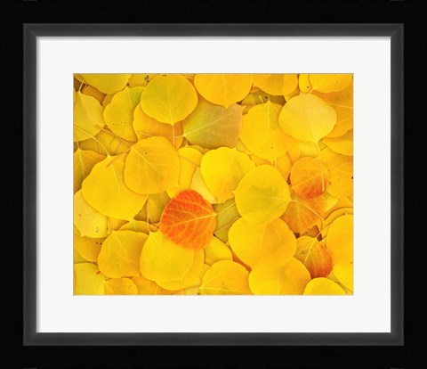 Framed Fallen Aspen Leaves Print