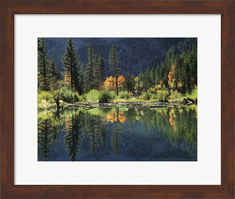 Framed Autumn Colors Of Aspen Trees Reflecting In A Beaver Pond Print