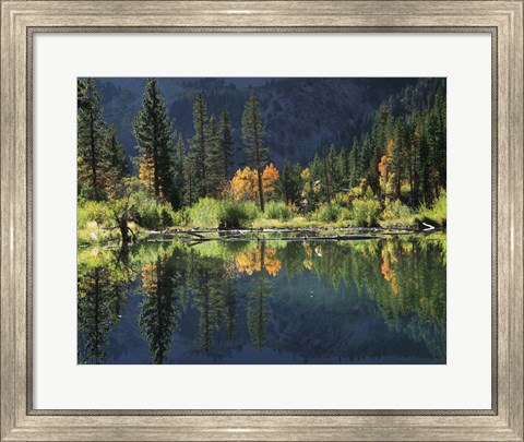 Framed Autumn Colors Of Aspen Trees Reflecting In A Beaver Pond Print