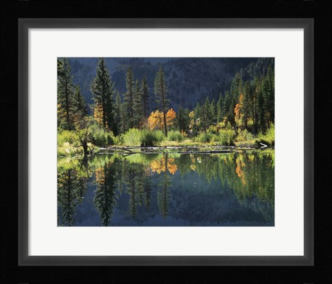 Framed Autumn Colors Of Aspen Trees Reflecting In A Beaver Pond Print