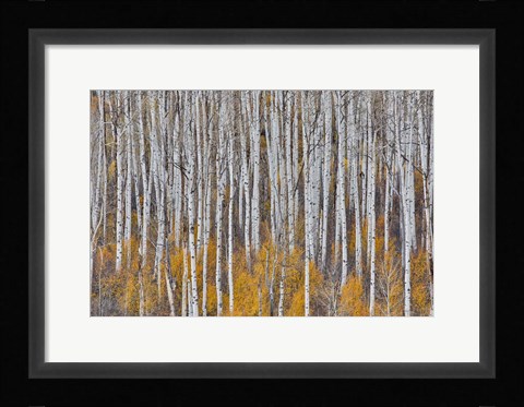 Framed Golden Aspens Print
