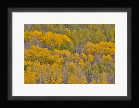 Framed Fall Aspens Print
