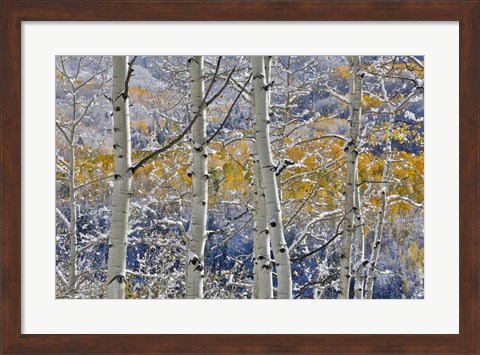 Framed Rocky Mountains Aspen Grove Autumn Snows, Keebler Pass, Colorado Print
