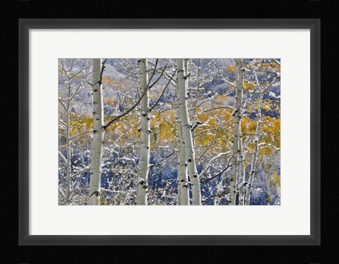 Framed Rocky Mountains Aspen Grove Autumn Snows, Keebler Pass, Colorado Print