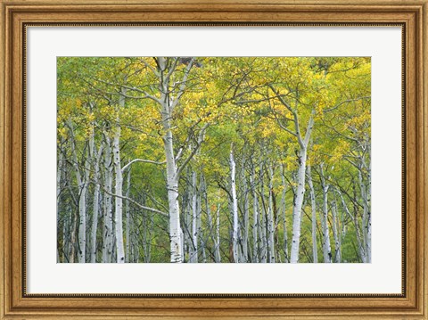 Framed Autumn Aspens In Mcclure Pass In Colorado Print