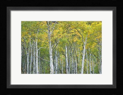 Framed Autumn Aspens In Mcclure Pass In Colorado Print