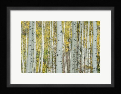 Framed Aspen Trunks Near Castle Creek Print