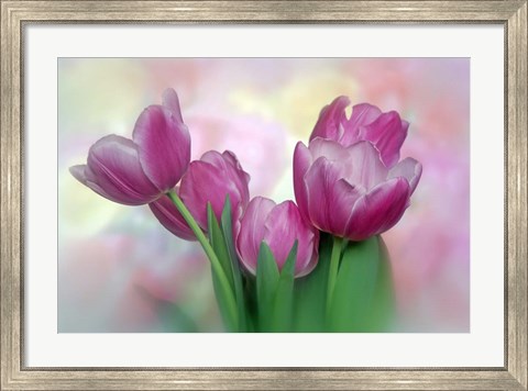 Framed Pastel Pink Blooming Tulips Print