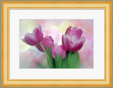 Framed Pastel Pink Blooming Tulips Print