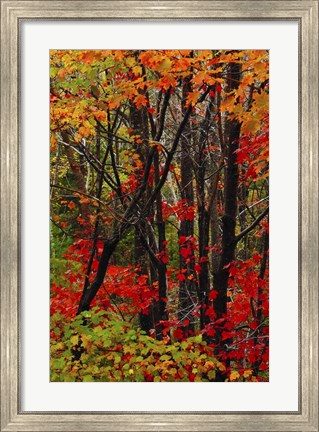 Framed Autumn Foliage At Acadia National Park, Maine Print