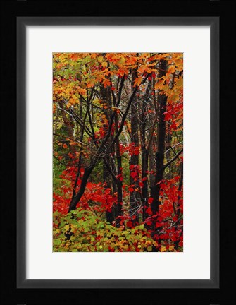 Framed Autumn Foliage At Acadia National Park, Maine Print