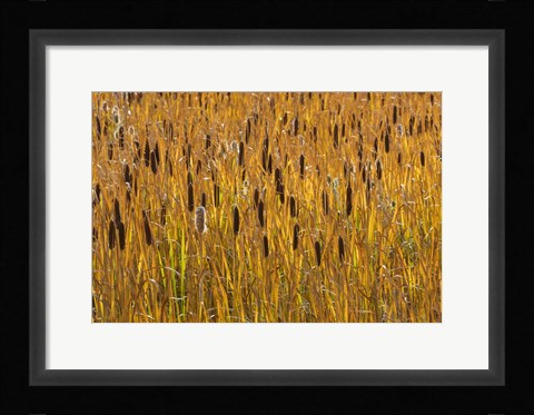 Framed Cattails In Field Print
