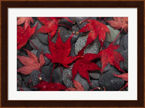 Framed Japanese Maple Leaves On River Rocks Print