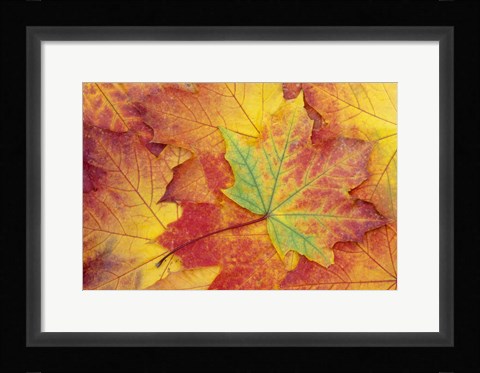 Framed Maple Leaf Pattern Print