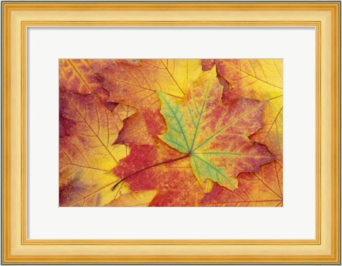 Framed Maple Leaf Pattern Print