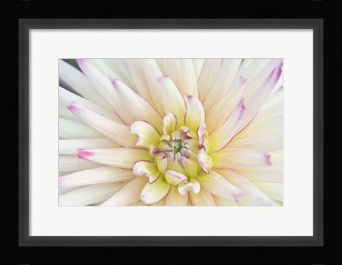 Framed Dahlia Close-Up Print