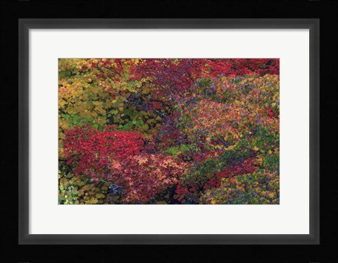 Framed Fall Colors Seattle Arboretum Washington Print