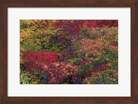 Framed Fall Colors Seattle Arboretum Washington Print