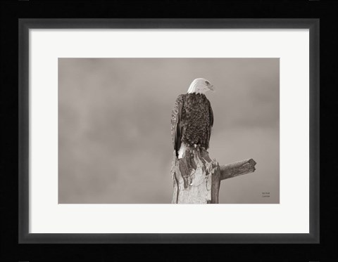 Framed Eagle Perch Print