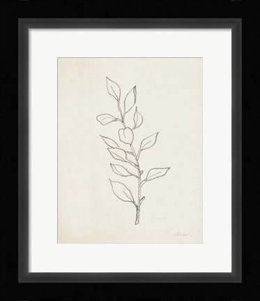 Framed August Branch II Print