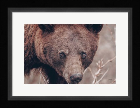 Framed Bear Portrait Print