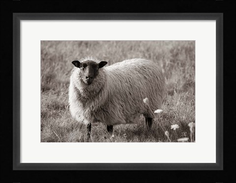 Framed Sepia Sheep Print