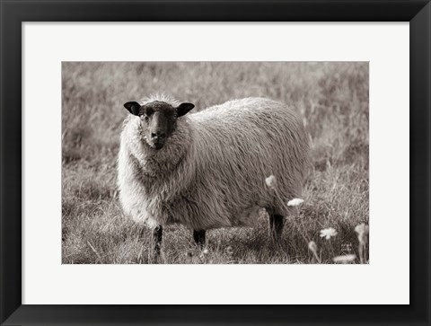 Framed Sepia Sheep Print