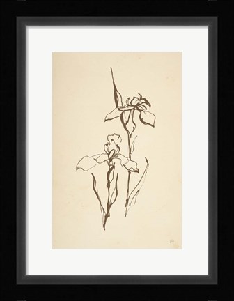 Framed Vintage Line Iris II Print