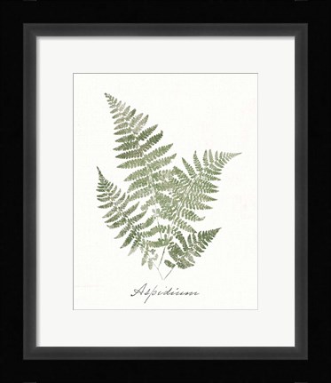 Framed Vintage Ferns IX no Border White Print
