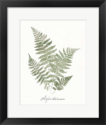 Framed Vintage Ferns IX no Border White Print