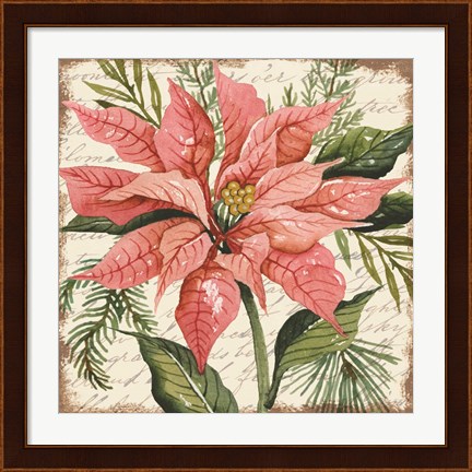 Framed Peach Poinsettia Botanical Print